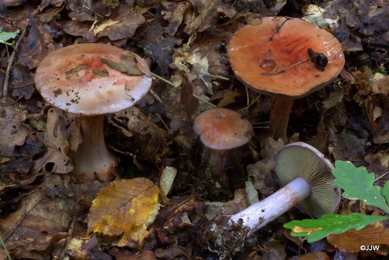 Cortinarius rufoolivaceus